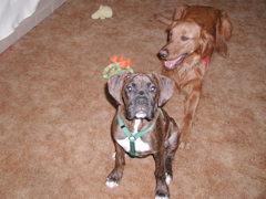 Puck and Nigel