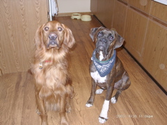 Nigel and Puck
