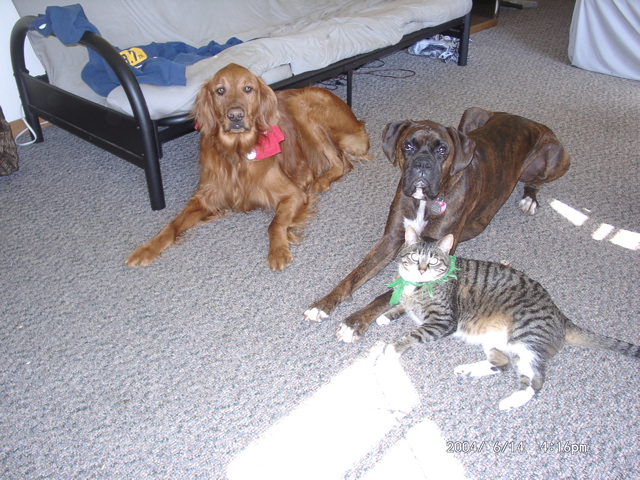 The Boys