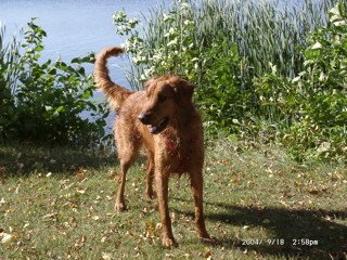 Wet Nigel