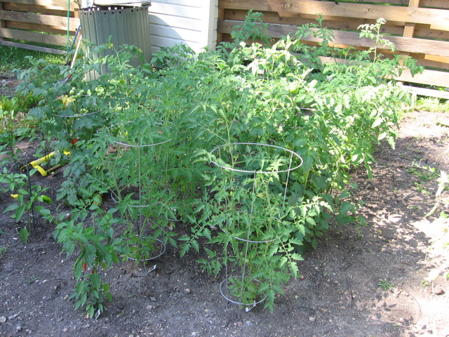 More tomatoes