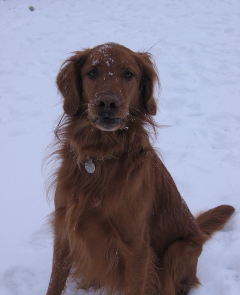 Nigel