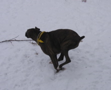Puck