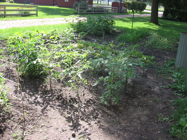 Tomatoes (July 13)