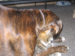 Puck sitting on George