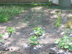 Squash and onions