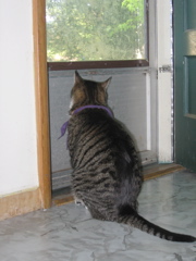 George waiting for the door to open