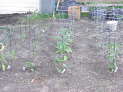 Tomatoes and Peppers - June 15