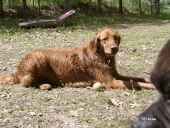 Wet dog