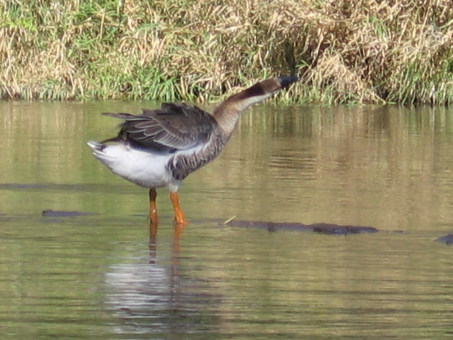 Goose