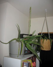 Flowering aloe plant (this just looks kind of neat)