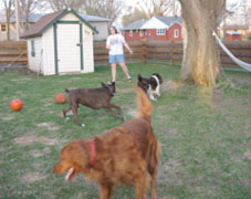 Dog Party!