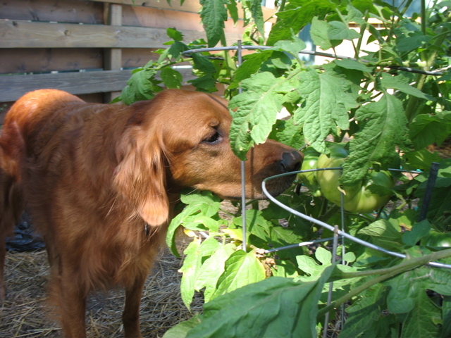 Nigel likes tomatoes