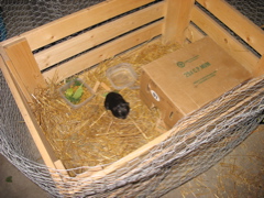 Guinea's temporary home