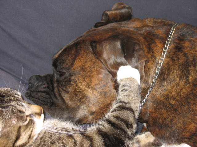 Love Birds (or cats?)
