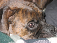 Puck