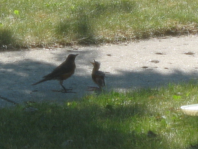 Baby and Mother Robin