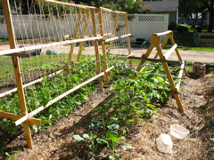 Beans, broccoli, tomatoes, cukes - June 23