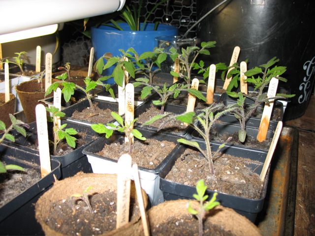 March 14: Tomatoes