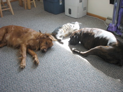The Boys