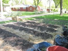 Raised beds in the back garden