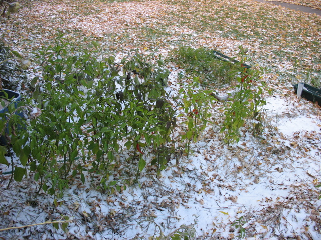 Just in time - first snowfall