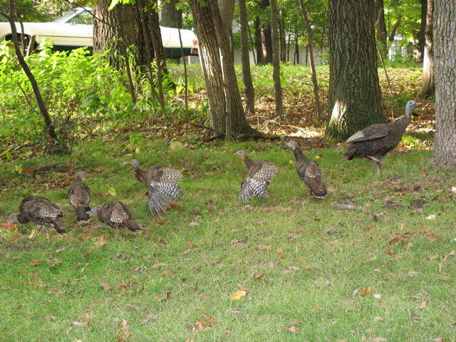 Turkeys