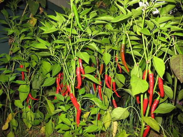 Cayennes