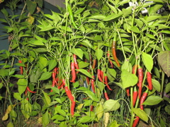 Cayennes
