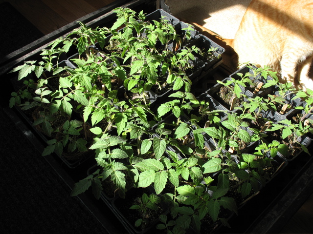 Tomatoes