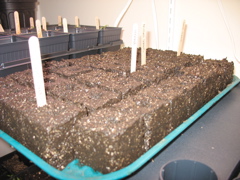 Soil Blocks