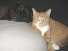 Puck & Niko